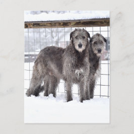 Ierse Wolfshonden in de sneeuw Briefkaart