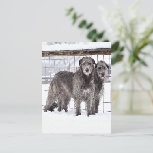 Ierse Wolfshonden in de sneeuw Briefkaart (Staand voorkant)