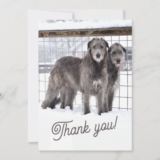 Ierse Wolfshonden in de sneeuw Kaart (Voorkant)