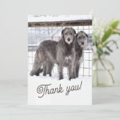 Ierse Wolfshonden in de sneeuw Kaart (Staand voorkant)