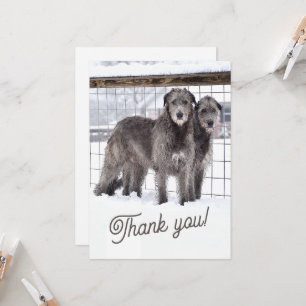 Ierse Wolfshonden in de sneeuw Kaart