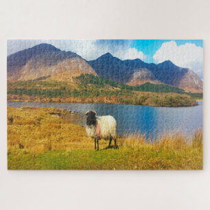 Ierse Wolharige Schaap Galway Ierland. Legpuzzel