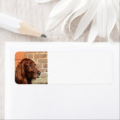 ierse zetter .png etiket (Insitu)