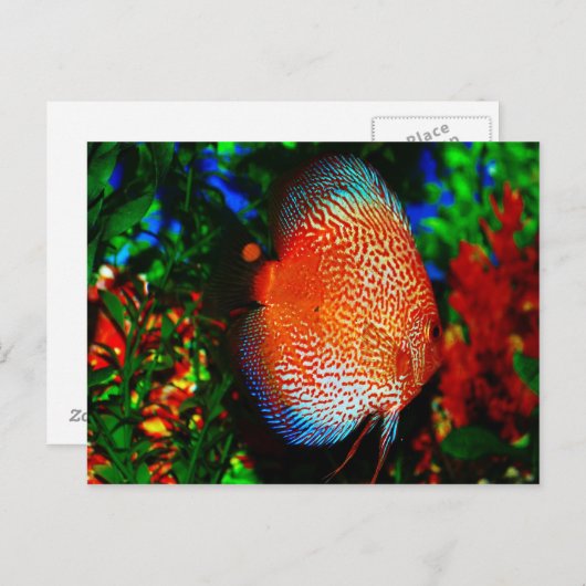 Iets Fishy Briefkaart (Voorkant / Achterkant)