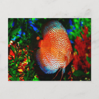 Iets Fishy Briefkaart