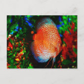 Iets Fishy Briefkaart (Voorkant)