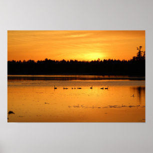 Iets in het Sinaasappel - Ducks Poster