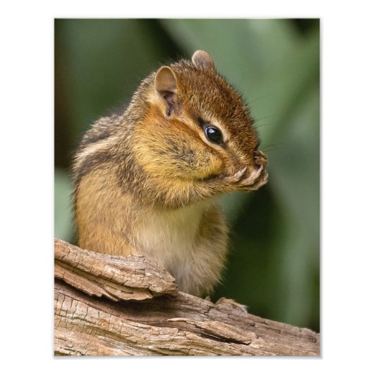 Iets ruikt naar chipmunk foto afdruk (Voorkant)