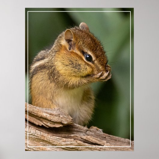 Iets ruikt naar chipmunk poster (Voorkant)