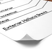 IFA-anatomiegrafiek Poster (Hoek)