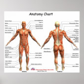 IFA-anatomiegrafiek Poster (Voorkant)