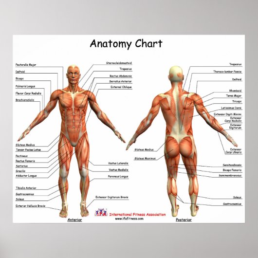 IFA-anatomiegrafiek Poster (Voorkant)