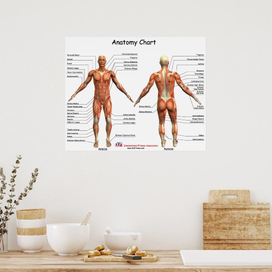 IFA-anatomiegrafiek Poster (Keuken)