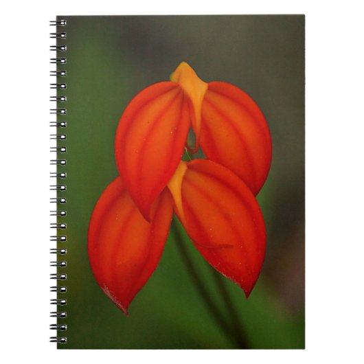 IgneaOrchidee van Masdevallia Notitieboek (Voorkant)