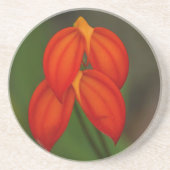 IgneaOrchidee van Masdevallia Zandsteen Onderzetter (Voorkant)