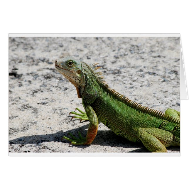 Iguana (Voorkant Horizontaal)