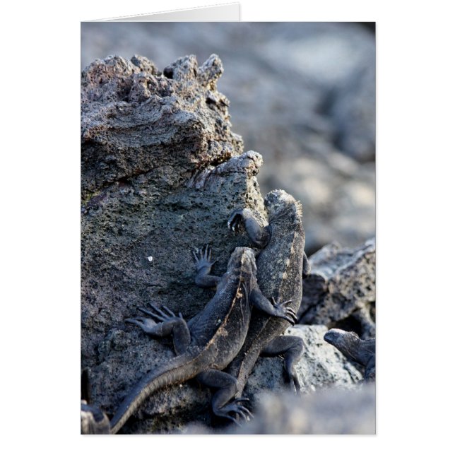 Iguana ben bij jou (Voorkant)