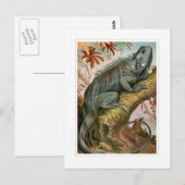 Iguana Briefkaart (Voorkant / Achterkant)