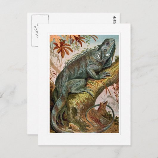 Iguana Briefkaart (Voorkant / Achterkant)