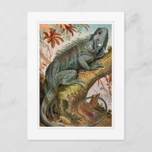 Iguana Briefkaart