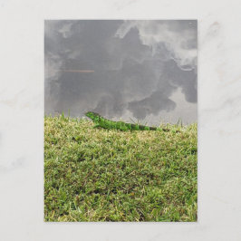 Iguana Briefkaart