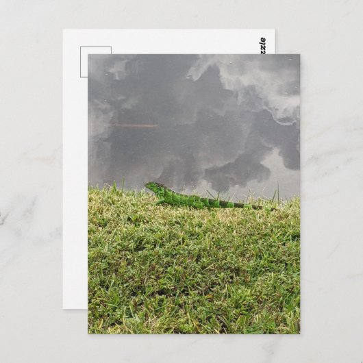 Iguana Briefkaart (Voorkant / Achterkant)