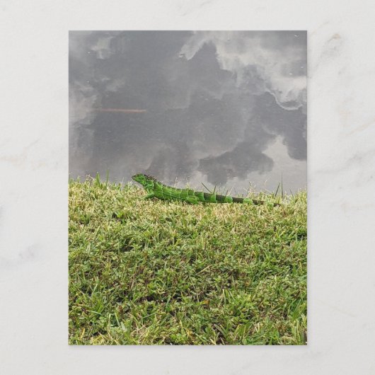 Iguana Briefkaart (Voorkant)