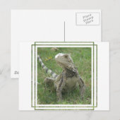 Iguana Briefkaart (Voorkant / Achterkant)
