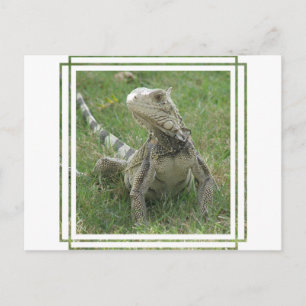 Iguana Briefkaart