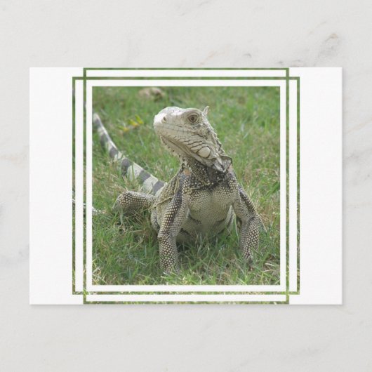Iguana Briefkaart (Voorkant)