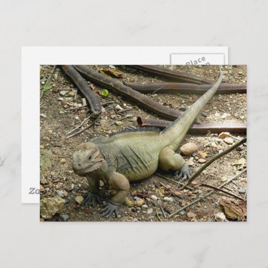 Iguana Briefkaart (Voorkant / Achterkant)