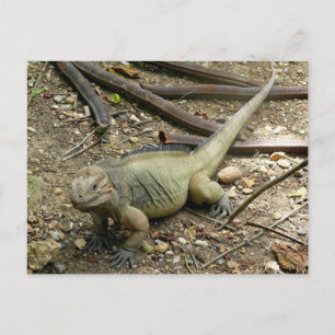 Iguana Briefkaart