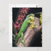 Iguana Briefkaart (Voorkant / Achterkant)