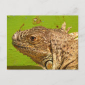 IGUANA BRIEFKAART (Voorkant)
