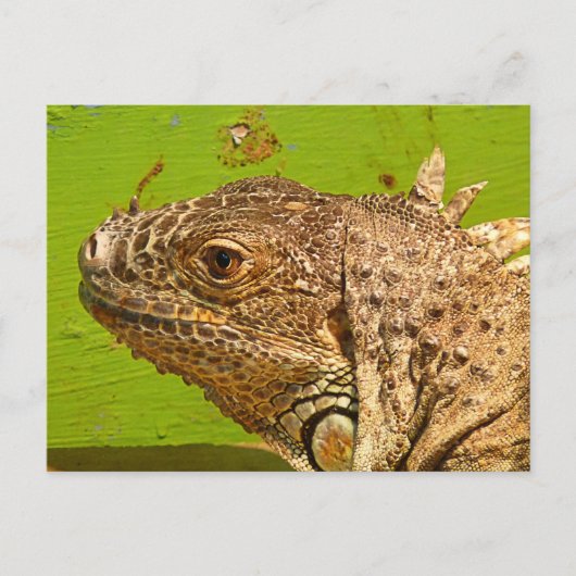 IGUANA BRIEFKAART (Voorkant)