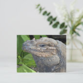 Iguana Briefkaart (Staand voorkant)