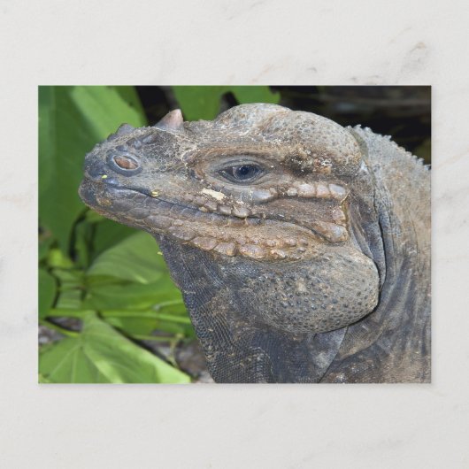 Iguana Briefkaart (Voorkant)