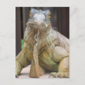 Iguana Briefkaart (Voorkant)