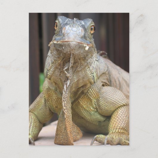 Iguana Briefkaart (Voorkant)