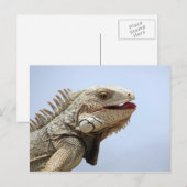 Iguana Briefkaart (Voorkant / Achterkant)
