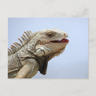Iguana Briefkaart