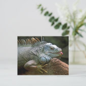 Iguana briefkaart (Staand voorkant)