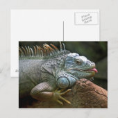 Iguana briefkaart (Voorkant / Achterkant)