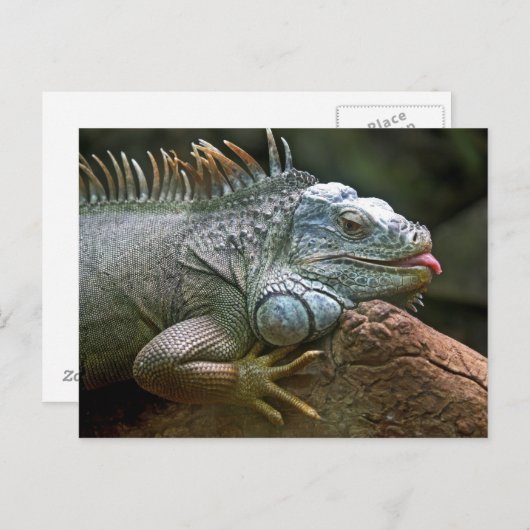 Iguana briefkaart (Voorkant / Achterkant)