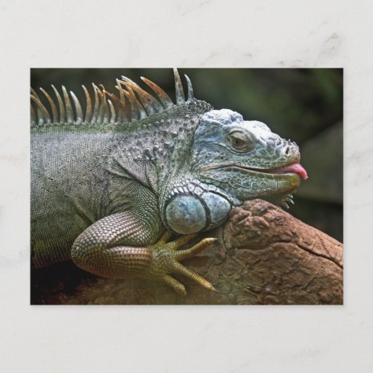 Iguana briefkaart (Voorkant)