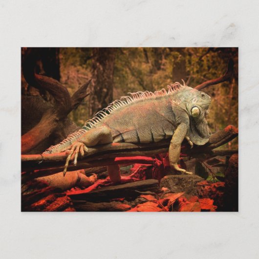 Iguana Briefkaart (Voorkant)