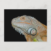 IGUANA BRIEFKAART (Voorkant)