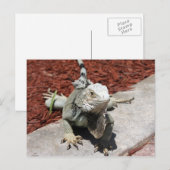 iguana briefkaart (Voorkant / Achterkant)