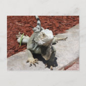 iguana briefkaart (Voorkant)