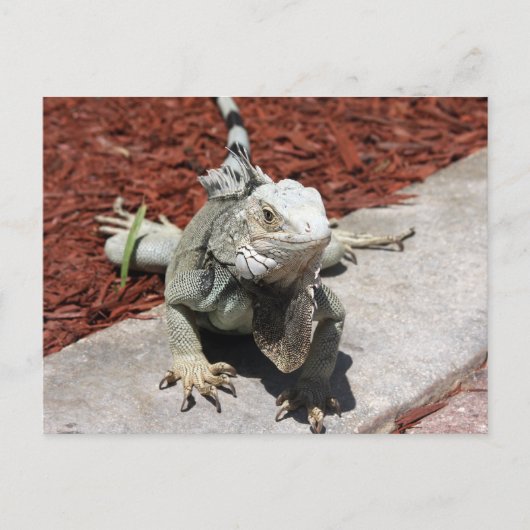 iguana briefkaart (Voorkant)